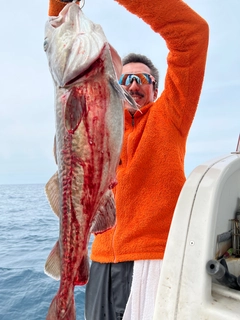 マダラの釣果