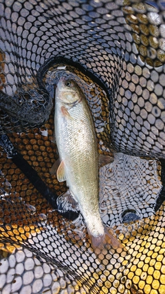 ウグイの釣果