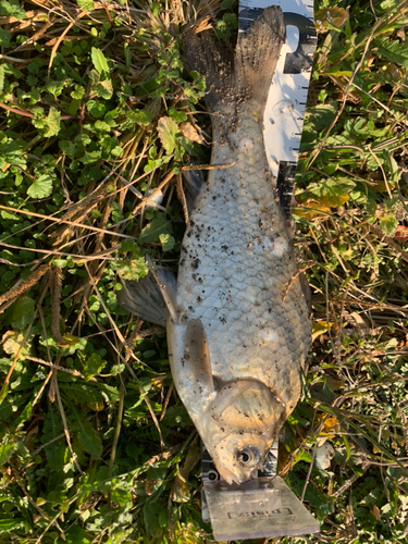 フナの釣果