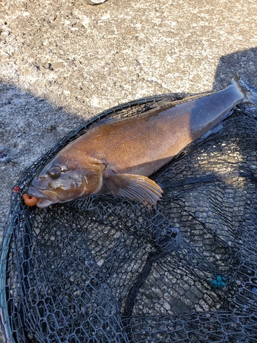 アイナメの釣果