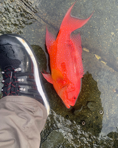 バラハタの釣果