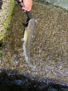 ナマズの釣果