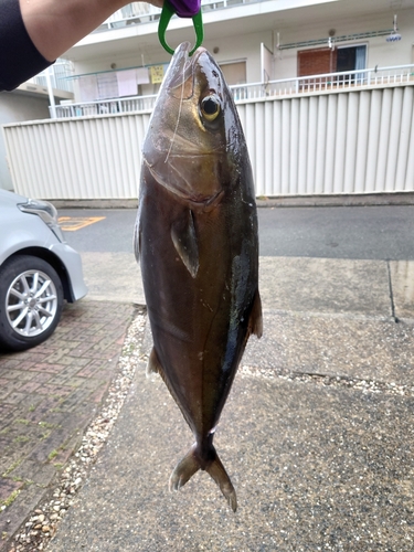 カンパチの釣果