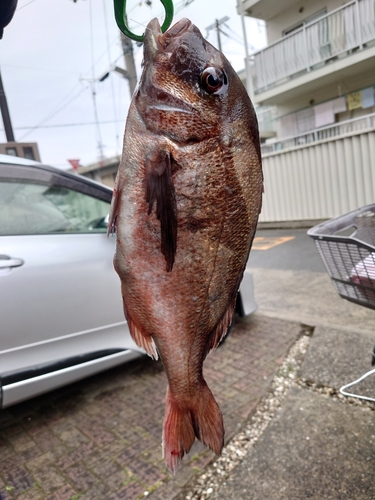 タイの釣果