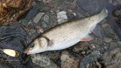 ウグイの釣果