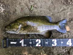 スモールマウスバスの釣果