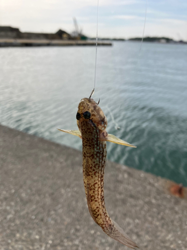 ハゼの釣果