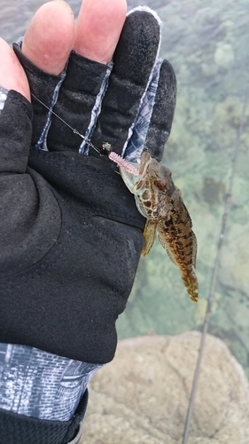 ハゼの釣果