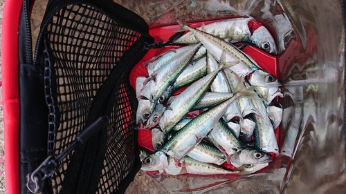 サバの釣果