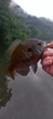 ブルーギルの釣果