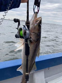 フッコ（マルスズキ）の釣果