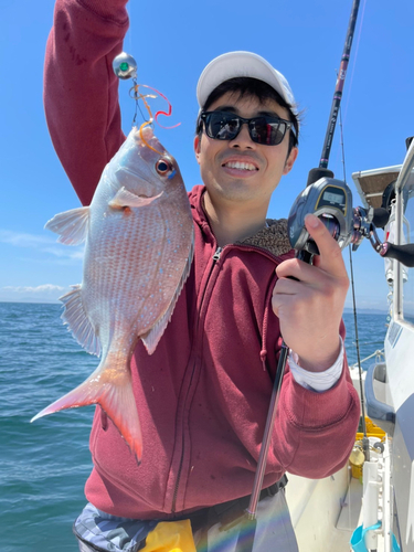 マダイの釣果