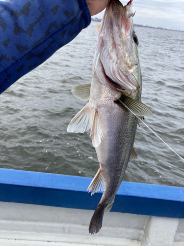 フッコ（マルスズキ）の釣果