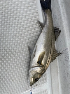 フッコ（マルスズキ）の釣果