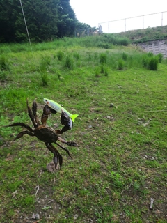 カニの釣果