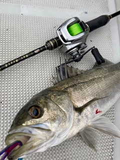 フッコ（マルスズキ）の釣果