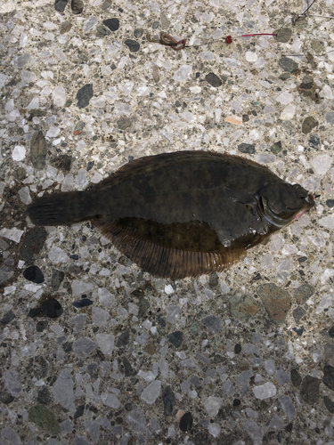 カレイの釣果