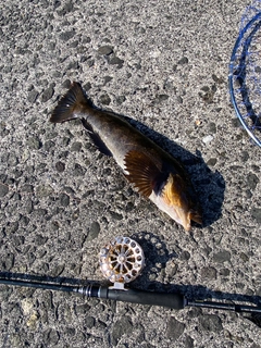 アブラコの釣果