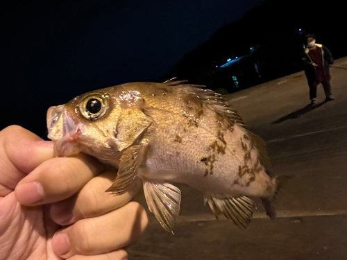 シロメバルの釣果