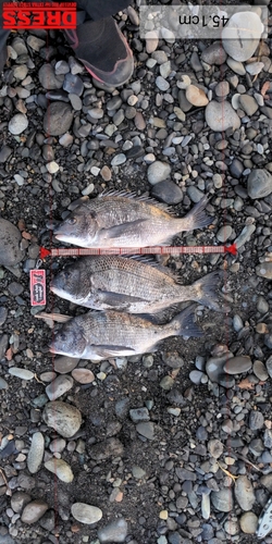 クロダイの釣果