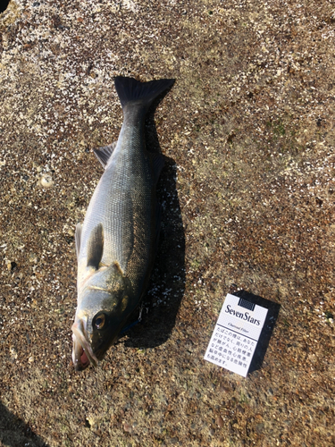 セイゴ（マルスズキ）の釣果