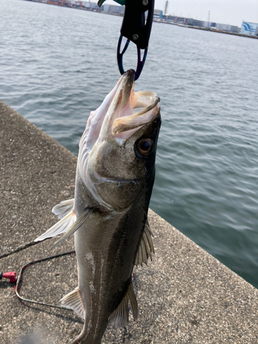 フッコ（マルスズキ）の釣果