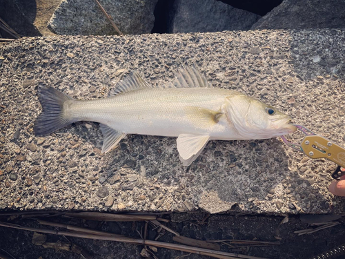 シーバスの釣果