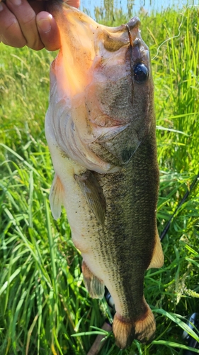 ラージマウスバスの釣果