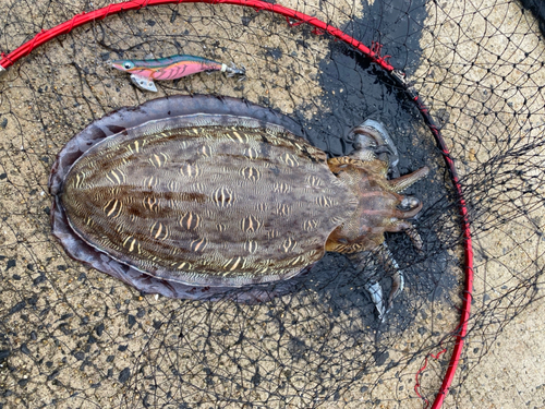 コウイカの釣果