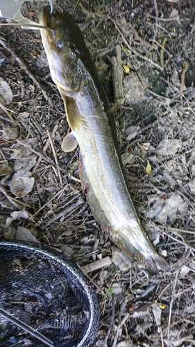 ナマズの釣果