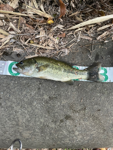 ブラックバスの釣果