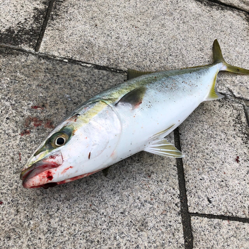 ハマチの釣果