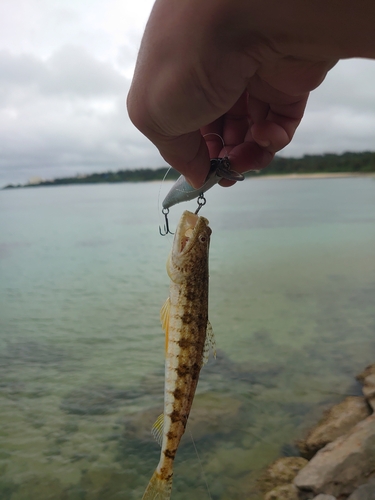 アカエソの釣果