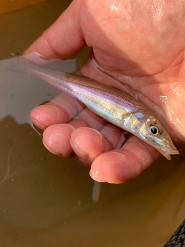 キスの釣果