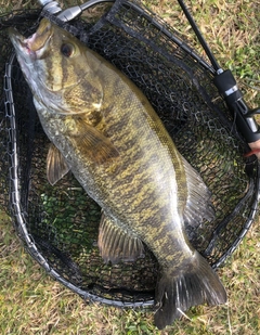 スモールマウスバスの釣果