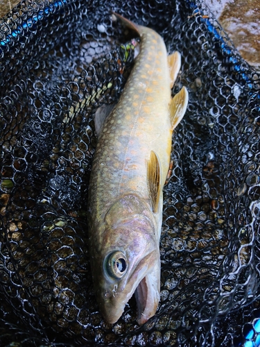 イワナの釣果