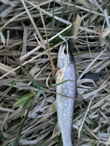 アメマスの釣果