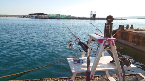 イワシの釣果