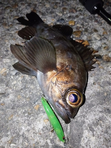 メバルの釣果