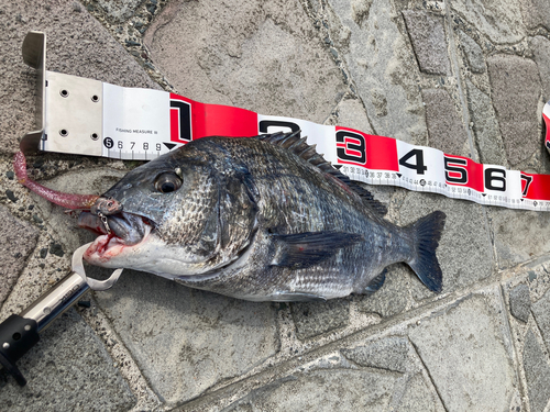 クロダイの釣果