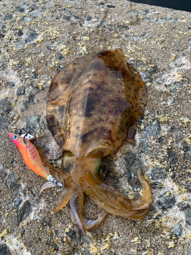 アオリイカの釣果