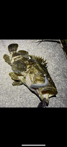 タケノコメバルの釣果