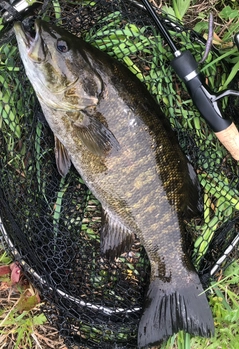 スモールマウスバスの釣果