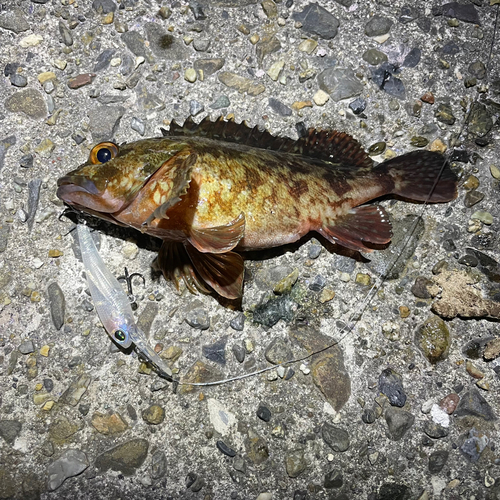 カサゴの釣果