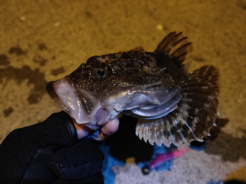 カジカの釣果