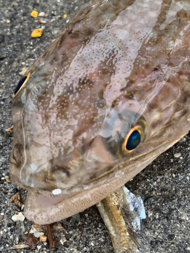 エソの釣果