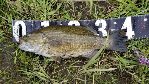 スモールマウスバスの釣果