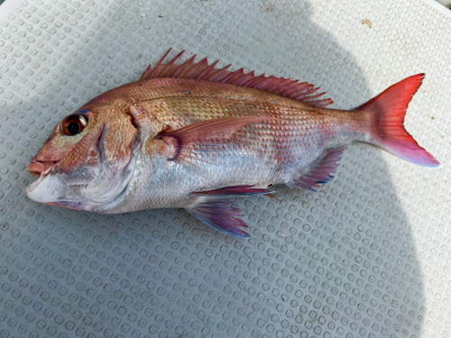 マダイの釣果