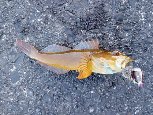 アナハゼの釣果