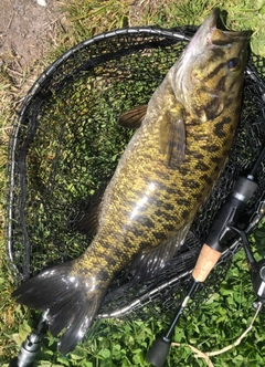 スモールマウスバスの釣果